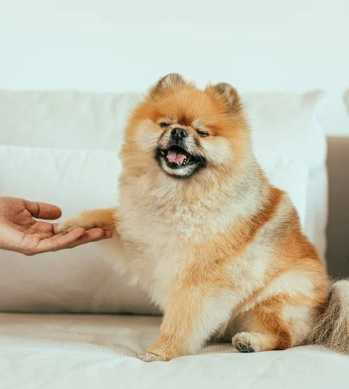 Happy Pomeranian Apartment dog Happy Pomeranian